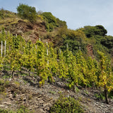 Weingut Moselschild Erdener Prälat Riesling Auslese 1982