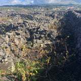 Herdade do Rocim, “Oceânico”, Arinto dos Açores, Portugal 2022