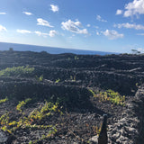 Herdade do Rocim, “Oceânico”, Arinto dos Açores, Portugal 2022