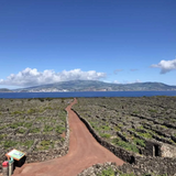 Herdade do Rocim, “Oceânico”, Arinto dos Açores, Portugal 2022