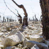 Pascal Cotat, Sancerre, 'Les Mont Damnés', Loire Valley, France 2024