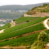 Dr. Nägler, Riesling, Rüdesheimer Bischofsberg, Kabinett Feinherb, Rheingau, Germany 2019