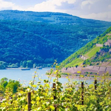 Dr. Nägler, Riesling, Rüdesheimer Bischofsberg, Kabinett Feinherb, Rheingau, Germany 2019