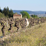 Mas Cal Demoura, 'Terre de Jonquieres', Terrasses du Larzac, France 2019