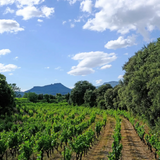 Mas Cal Demoura, 'Terre de Jonquieres', Terrasses du Larzac, France 2019