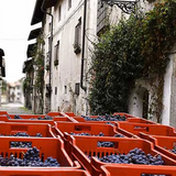 Rovellotti Valplazza Nebbiolo Colline Novaresi Piedmont Italy 2022