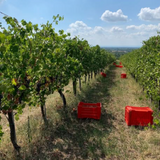 Rovellotti Valplazza Nebbiolo Colline Novaresi Piedmont Italy 2022