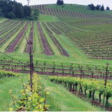 Evesham Wood Willamette Valley Pinot Noir 2023