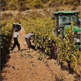 Señorio de Pecina Rioja Gran Reserva 2016