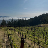 Pott Cabernet Sauvignon Napa Valley 2023