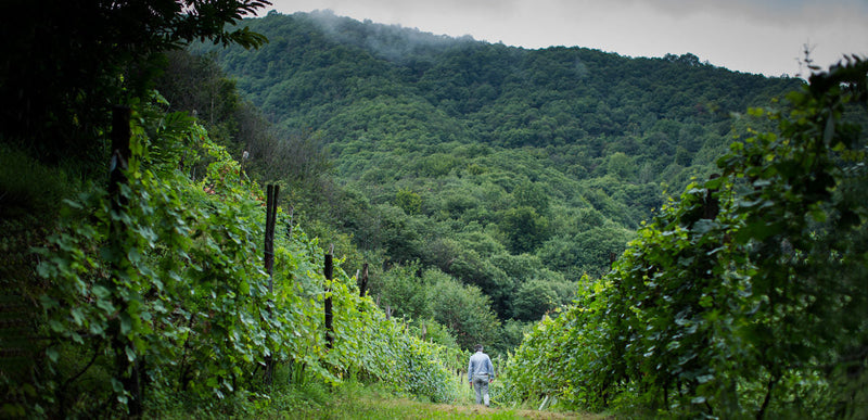 Cascina Melognis, Pinot Nero Blanc de Noirs Brut Zero "Olim Atrum", 2021