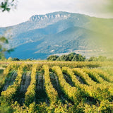 Mas Cal Demoura, 'Terre de Jonquieres', Terrasses du Larzac, France 2019