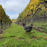 Ghostnote Super Santa Cruz Ascona Vineyard Cabernet 2022